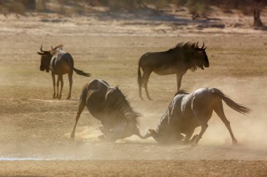 Güney Afrika 'daki Kgalagadi transfrontier parkında, Bovidae ailesinden Specie Connochaetes taurinus ailesinde iki mavi antilop düello yapıyor.