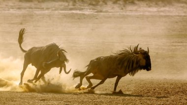 Güney Afrika 'daki Kgalagadi sınır ötesi parkında, Bovidae ailesinden Specie Connochaetes taurinus ailesinde, kum arazisinde savaşan iki mavi antilop.