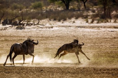 Güney Afrika 'daki Kgalagadi sınır ötesi parkında, Bovidae ailesinden Specie Connochaetes taurinus ailesinde, kum arazisinde savaşan iki mavi antilop.