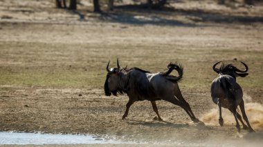 Güney Afrika 'daki Kgalagadi sınır ötesi parkında, Bovidae ailesinden Specie Connochaetes taurinus ailesinde, kum arazisinde savaşan iki mavi antilop.