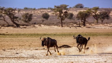 Güney Afrika 'daki Kgalagadi sınır ötesi parkında kovalayan iki mavi antilop Bovidae ailesinden Specie Connochaetes taurinus