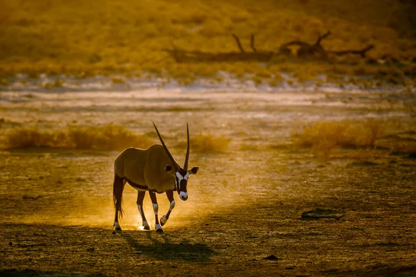 Zuid Afrikaanse Oryx Wandelen Zand Bij Zonsondergang Kgalagadi Grensoverschrijdende Park — Stockfoto