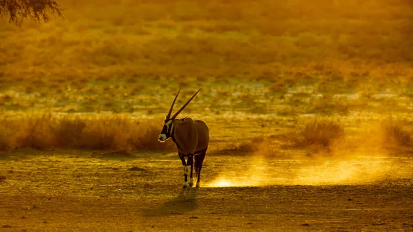 Oryx Sul Africano Caminhando Areia Pôr Sol Parque Transfronteiriço Kgalagadi — Fotografia de Stock
