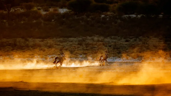 Два Південноафриканські Орікс Які Шукають Пісок Під Час Заходу Сонця — стокове фото