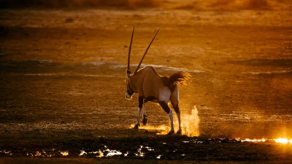 Dél Afrikai Oryx Fut Homokban Naplementekor Kgalagadi Határokon Átnyúló Park — Stock Fotó