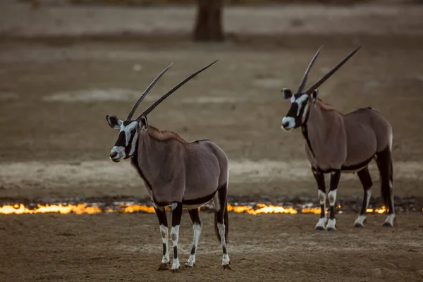 Deux Oryx Sud Africains Debout Point Eau Coucher Soleil Dans — Photo