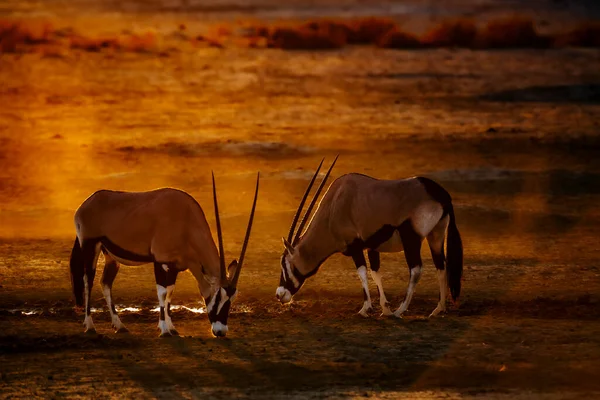 Dos Oryx Sudafricanos Bebiendo Abrevadero Atardecer Parque Transfronterizo Kgalagadi Sudáfrica — Foto de Stock
