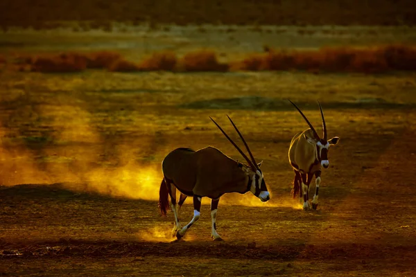 Δύο Νότιας Αφρικής Oryx Νερόλακκο Κατά Ηλιοβασίλεμα Στο Kgalagadi Διασυνοριακό — Φωτογραφία Αρχείου