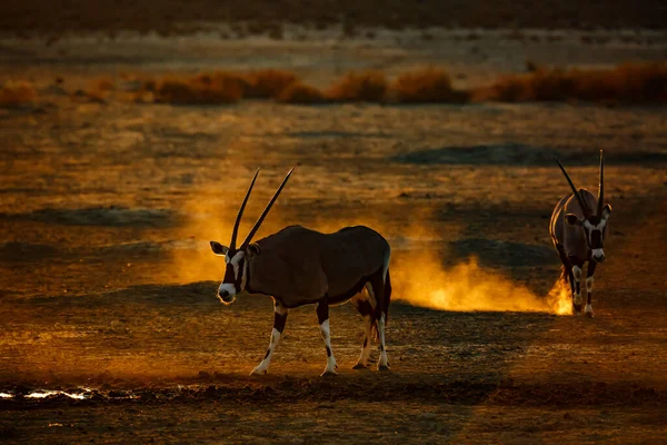 Két Dél Afrikai Oryx Víznyelőben Naplementekor Dél Afrikai Kgalagadi Határmenti — Stock Fotó