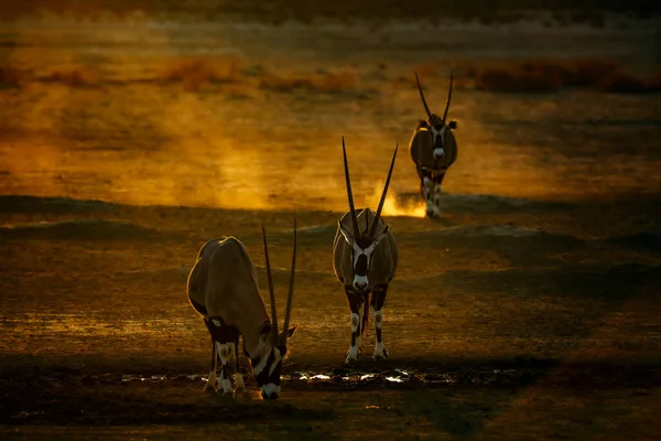 Três Oryx Sul Africanos Waterhole Por Sol Parque Transfronteiriço Kgalagadi — Fotografia de Stock