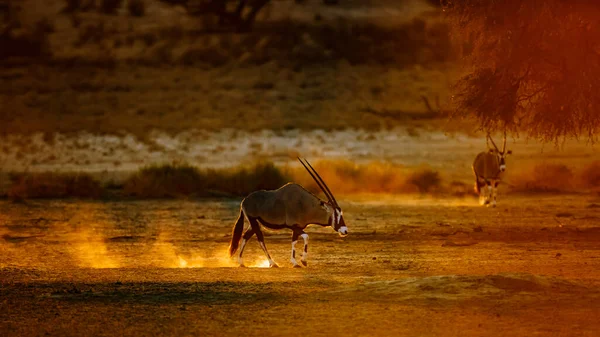 Южноафриканский Орикс Гуляющий Песке Закате Приграничном Парке Кгалагади Южная Африка — стоковое фото