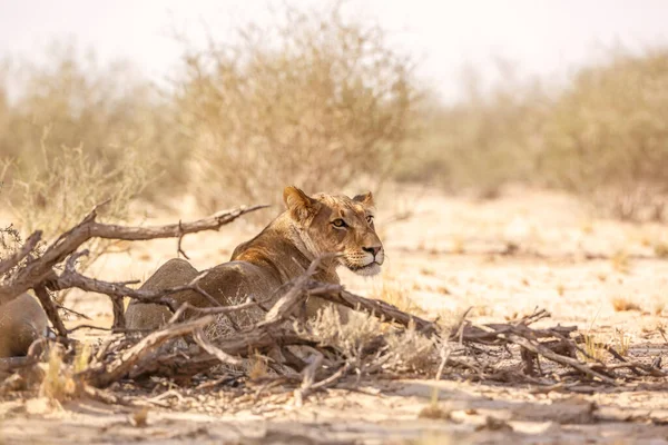 Lwica Afrykańska Leżąca Tyłu Parku Transgranicznym Kgalagadi Republika Południowej Afryki — Zdjęcie stockowe