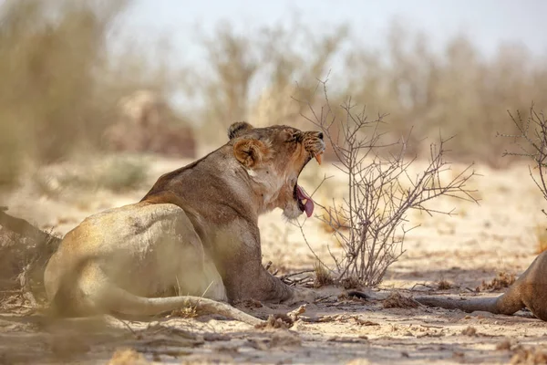 Lionne Africaine Couchée Bâillant Dans Parc Transfrontalier Kgalagadi Afrique Sud — Photo