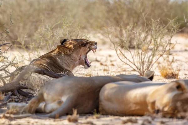 Lionne Africaine Couchée Bâillant Dans Parc Transfrontalier Kgalagadi Afrique Sud — Photo