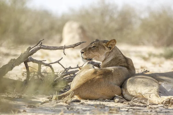 Two African Lioness Resting Dry Land Kgalagadi Transfrontier Park South — Stock Photo, Image