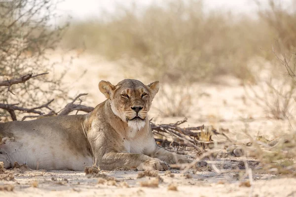 Lwica Afrykańska Odpoczywająca Suchym Lądzie Parku Transgranicznym Kgalagadi Republika Południowej — Zdjęcie stockowe