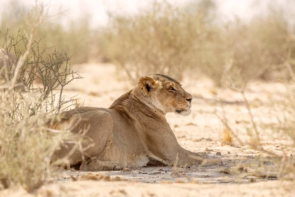 Afrikaanse Leeuwin Rustend Het Droge Het Grensoverschrijdende Park Kgalagadi Zuid — Stockfoto