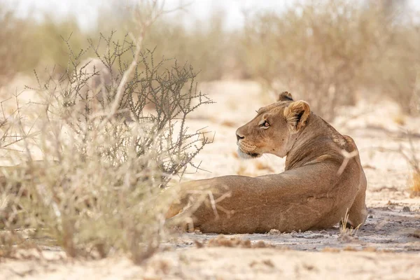 Lwica Afrykańska Odpoczywająca Suchym Lądzie Parku Transgranicznym Kgalagadi Republika Południowej — Zdjęcie stockowe