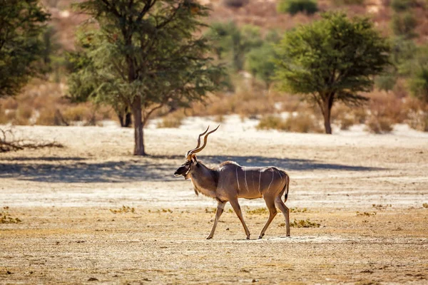 Grande Kudu Macho Caminhando Terra Seca Parque Transfronteiriço Kgalagadi África — Fotografia de Stock