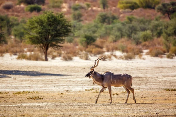 Större Kudu Hane Promenader Torra Land Kgalagadi Gränsöverskridande Park Sydafrika — Stockfoto