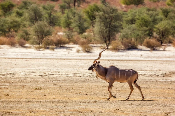 Greater Kudu Maschio Che Cammina Sulla Terraferma Nel Parco Transfrontaliero — Foto Stock