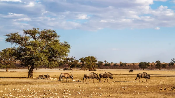 Paysages Animaliers Avec Gnous Bleus Oryx Africain Dans Parc Transfrontalier — Photo
