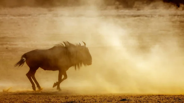 Blue Wildebeest Running Sand Dry Land Kgalagadi Transborder Park South — Foto Stock
