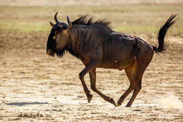 Blue Wildebeest Running Sand Dry Land Kgalagadi Transborder Park África — Fotografia de Stock
