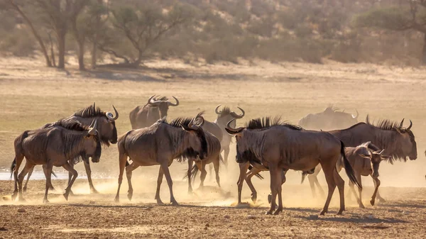 Herd Van Blauwe Gnoes Staande Bij Waterpoel Kgalagadi Grensoverschrijdend Park — Stockfoto