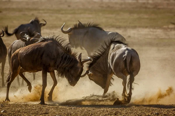 Två Blue Wildebeest Dueling Sand Torra Land Kgalagadi Gränsöverskridande Park — Stockfoto