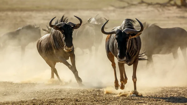 Dva Blue Wildebeest Běží Přední Pohled Písku Suché Půdy Kgalagadi — Stock fotografie
