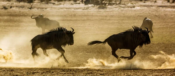 在南非Kgalagadi跨国界公园的沙地上 两只蓝色的野兽在战斗中奔跑 Bovidae的特科海盗Taurinus家族 — 图库照片
