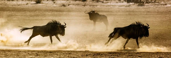 在南非Kgalagadi跨国界公园的沙地上 两只蓝色的野兽在战斗中奔跑 Bovidae的特科海盗Taurinus家族 — 图库照片