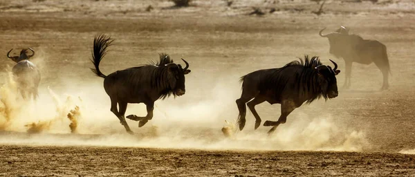 Két Kék Gnú Harcol Homokszárazföldön Dél Afrikai Kgalagadi Határmenti Parkban — Stock Fotó