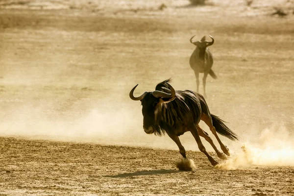 Δύο Blue Wildebeest Τρέχει Στην Καταπολέμηση Της Ξηράς Άμμου Kgalagadi — Φωτογραφία Αρχείου