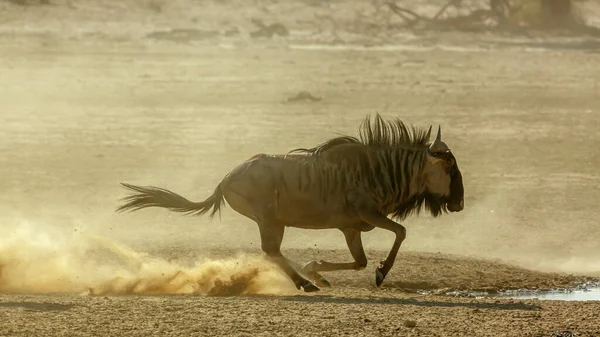 Blue Wildebeest Running Sand Dry Land Kgalagadi Transborder Park África — Fotografia de Stock
