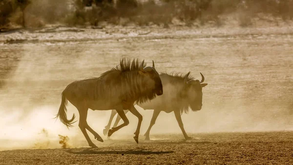 남아프리카 공화국의 칼갈라 공원의 모래마른 땅에서 싸움을 벌이고 마리의 Bovidae — 스톡 사진