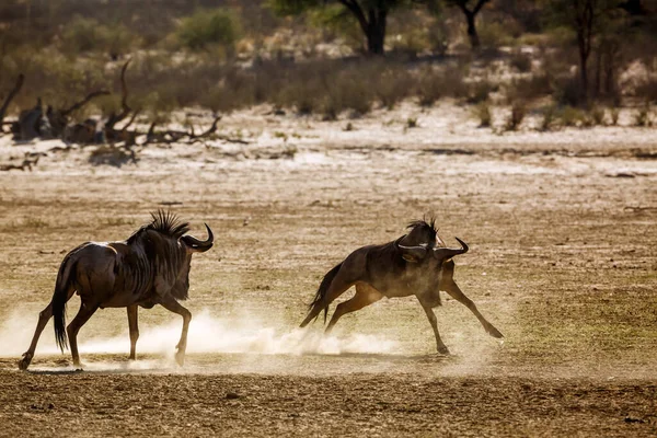 Dwie Dzikie Bestie Walczące Suchym Lądzie Parku Transgranicznym Kgalagadi Rpa — Zdjęcie stockowe