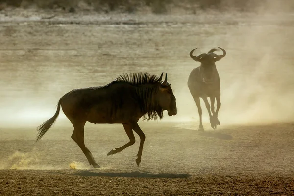 Dwie Dzikie Bestie Walczące Suchym Lądzie Parku Transgranicznym Kgalagadi Rpa — Zdjęcie stockowe