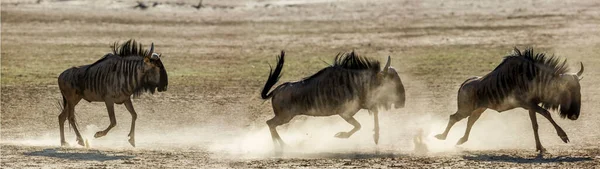 Three Blue Wildebeest Running Pursuit Sand Dry Land Kgalagadi Transfrontier — Stock fotografie