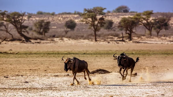 Dos Ñus Azules Corriendo Persecución Parque Transfronterizo Kgalagadi Sudáfrica Especie — Foto de Stock