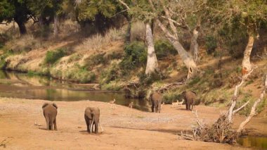 Güney Afrika 'daki Kruger Ulusal Parkı' ndaki nehir kıyısındaki dört Afrika fili; Fil familyasından Specie Loxodonta africana