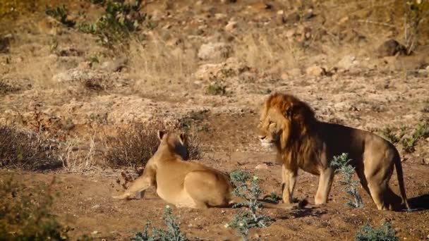 在南非克鲁格国家公园交配的非洲狮子夫妇 潘瑟拉 利奥家族的费利达 — 图库视频影像