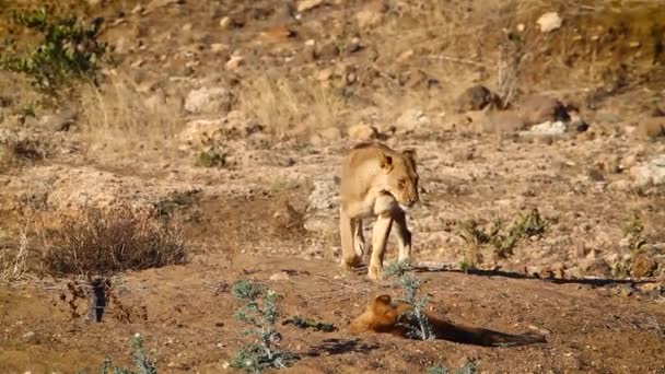 African Lion Couple Morning Light Kruger National Park South Africa — Vídeo de Stock