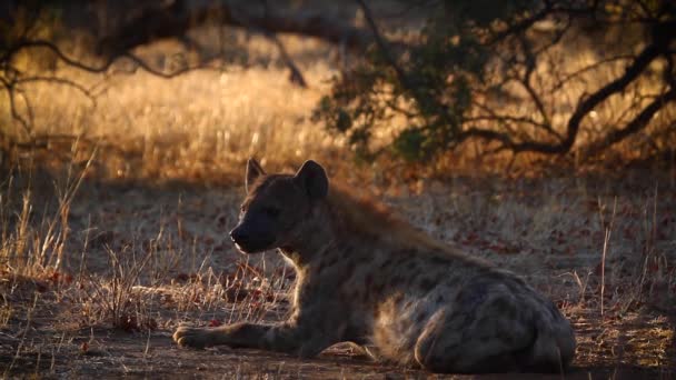 Gefleckte Hyäne Kruger Nationalpark Südafrika Art Crocuta Crocuta Familie Der — Stockvideo