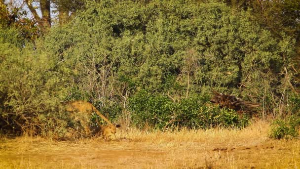 Africký Lev Hrdost Mláďaty Kruger National Park Jižní Afrika Specie — Stock video
