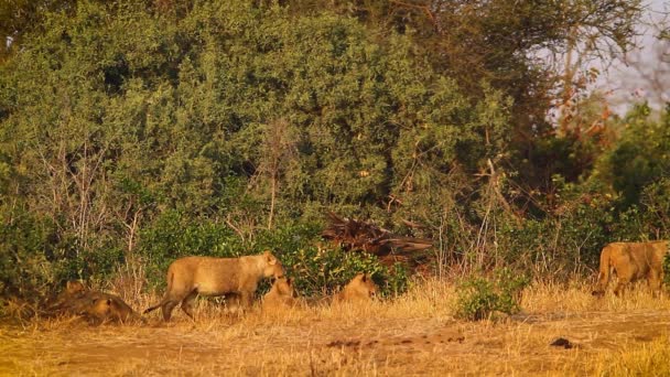 Afrikanska Lejon Stolthet Med Ungar Kruger National Park Sydafrika Art — Stockvideo