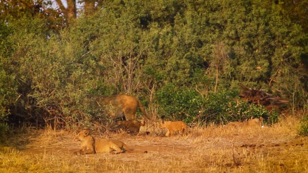 Гордость Африканского Льва Детенышами Национальном Парке Крюгер Южная Африка Вид — стоковое видео