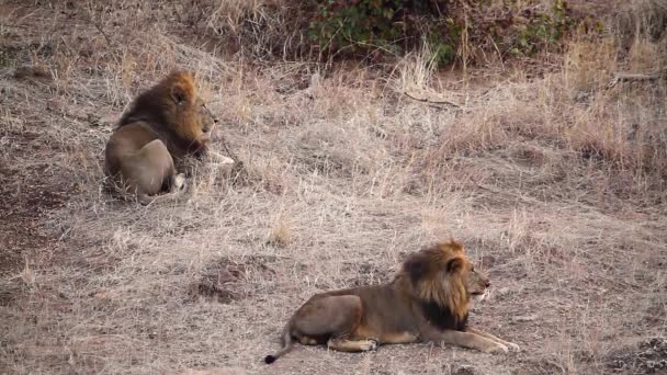 Two African Lion Male Resting Yawning Kruger National Park South — Video Stock