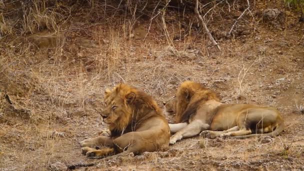 Két Lusta Afrikai Oroszlán Hím Pihen Kruger Nemzeti Parkban Dél — Stock videók